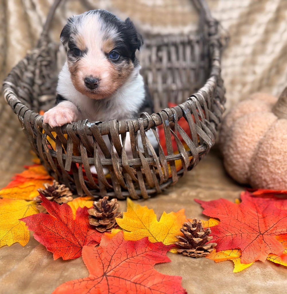 Domain Of Twenty Summers - Chiots disponibles - Berger Australien