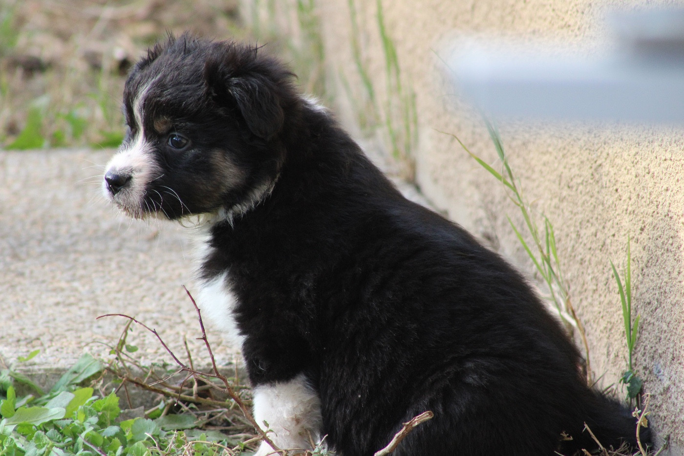 Domain Of Twenty Summers - Chiots disponibles - Berger Australien
