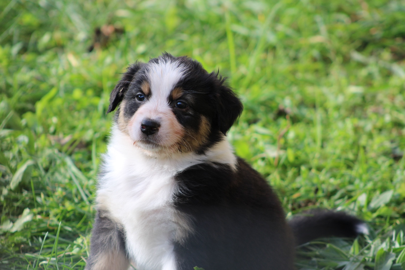 Domain Of Twenty Summers - Chiots disponibles - Berger Australien