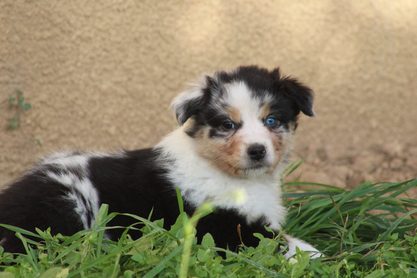 Domain Of Twenty Summers - Chiots disponibles - Berger Australien