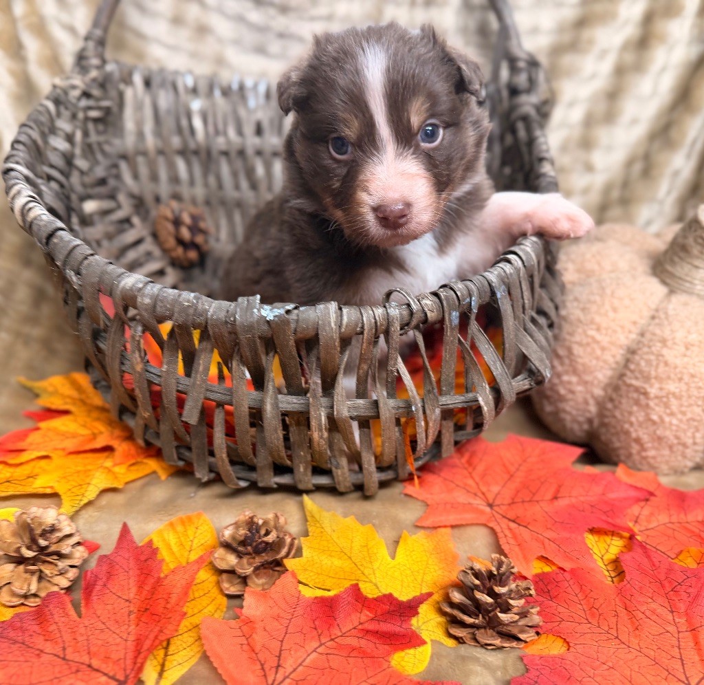 Domain Of Twenty Summers - Chiots disponibles - Berger Australien