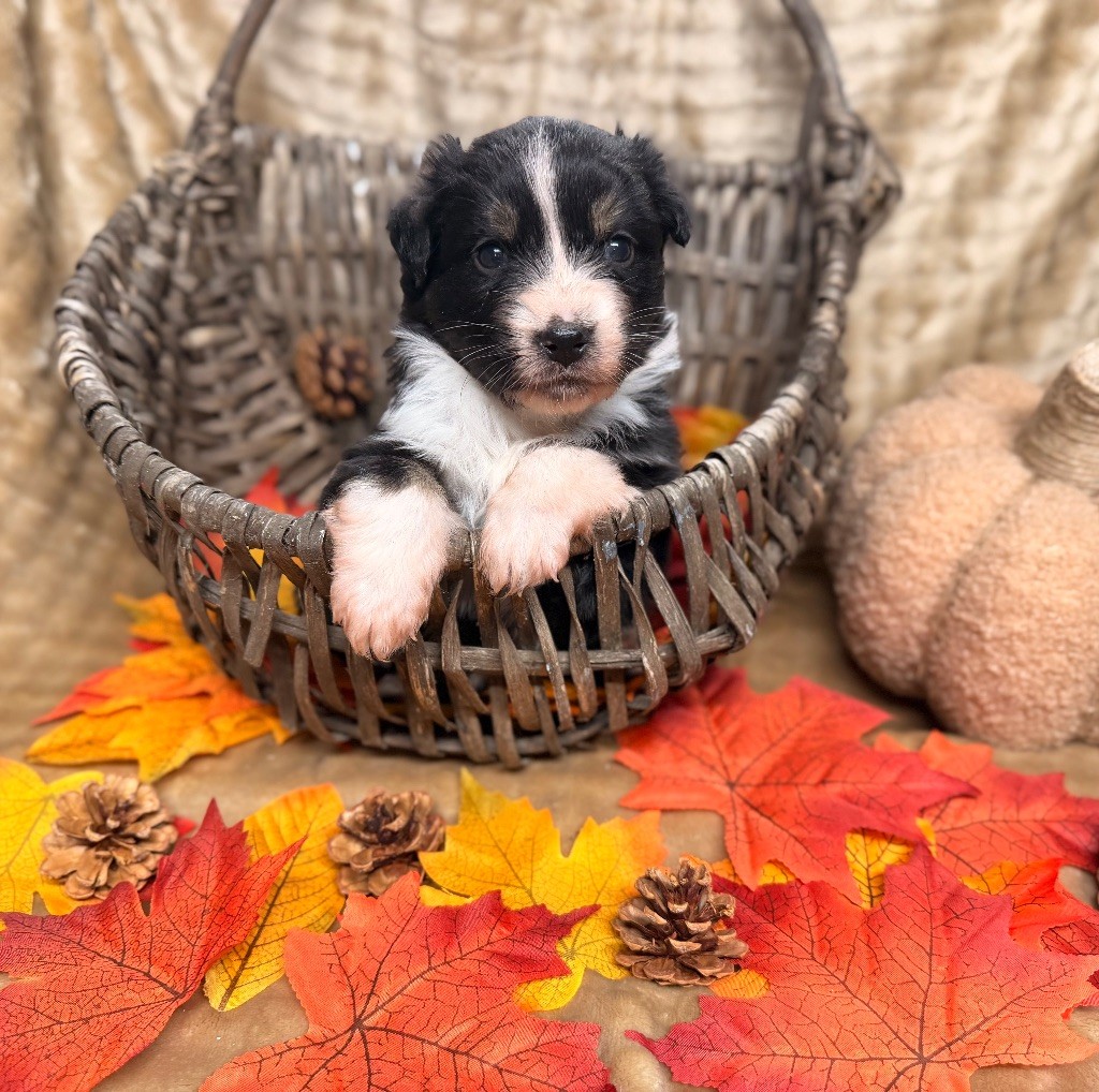 Domain Of Twenty Summers - Chiots disponibles - Berger Australien